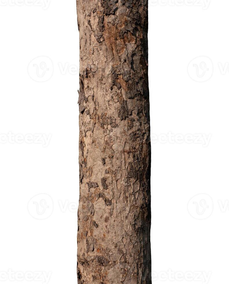 Summer tree trunk on a white background photo