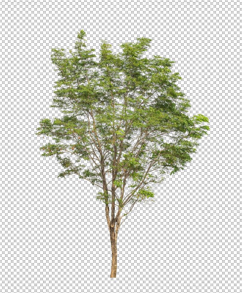 árbol en transparente antecedentes con recorte camino, soltero árbol con recorte camino y alfa canal foto