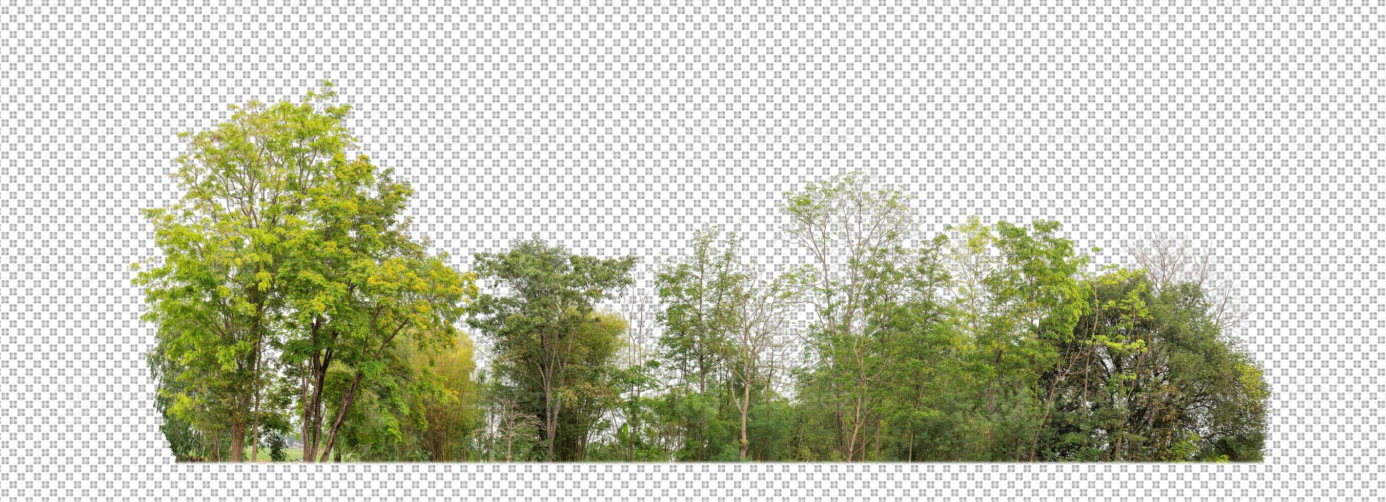 Green trees isolated on transparent background forest and summer foliage for both print and web with cut path and alpha channel photo
