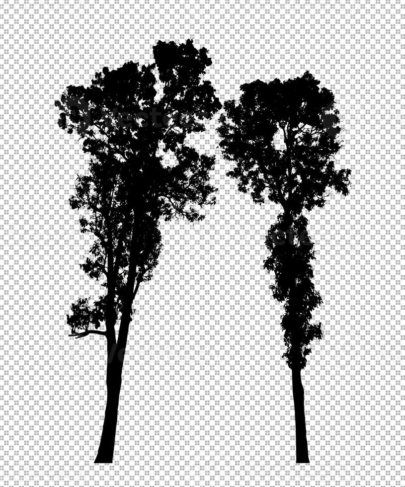 Tree silhouette on transparent background with clipping path and alpha photo