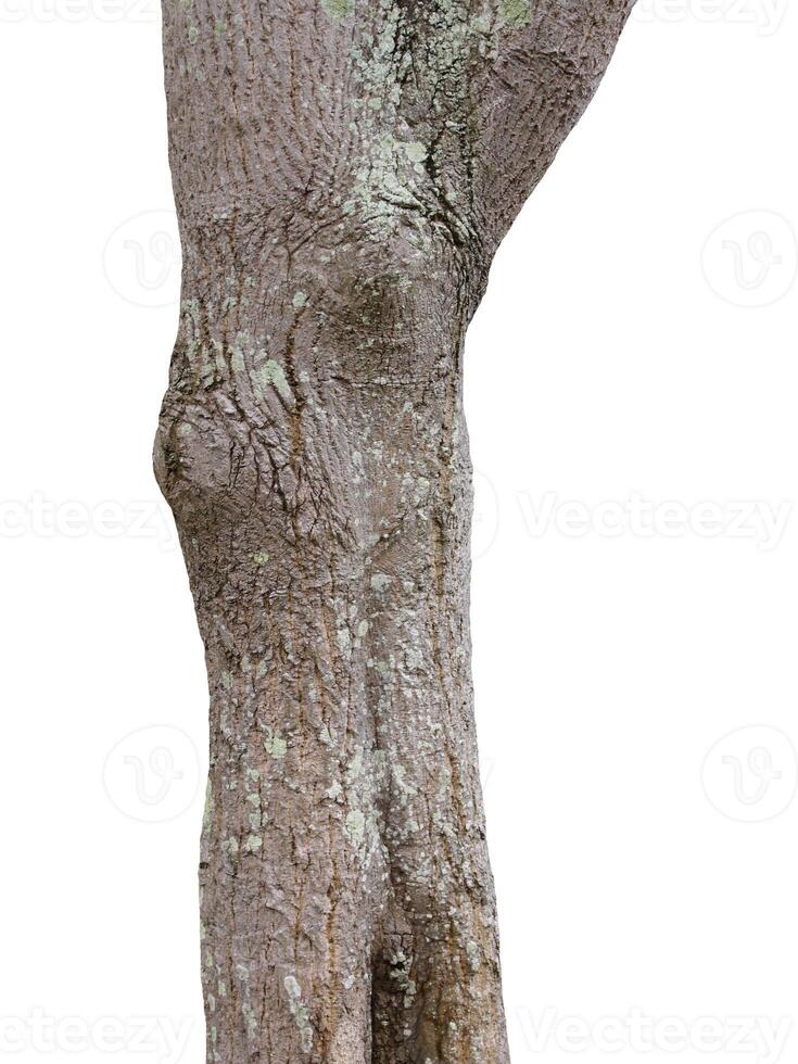 Tree trunk Isolated On White Background photo