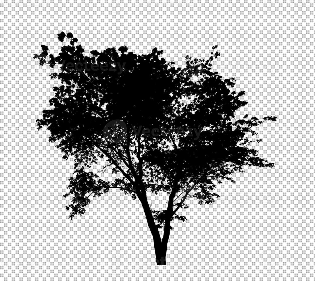 Tree silhouette on transparent background with clipping path and alpha photo