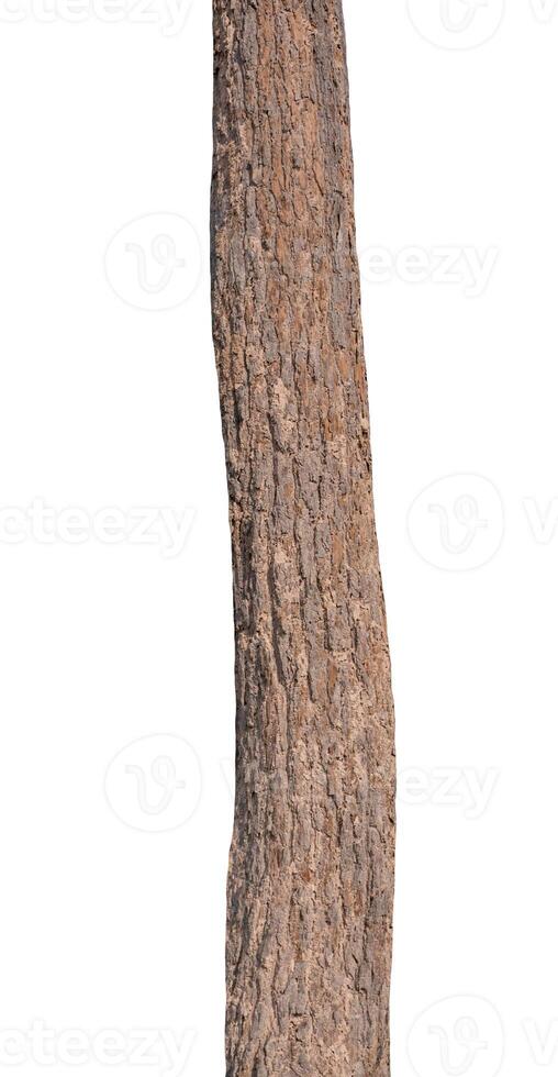 Trunk of a tree Isolated On White Background photo