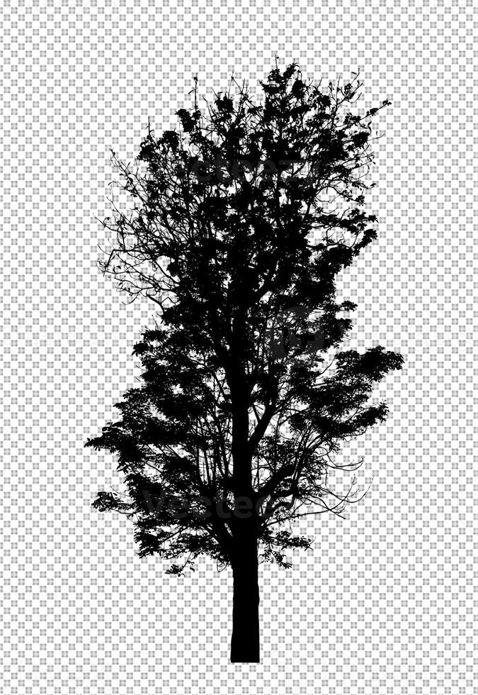 Tree silhouette on transparent background with clipping path and alpha photo