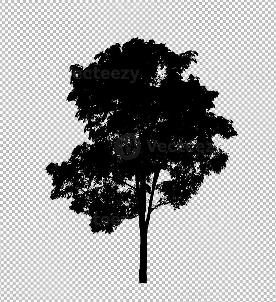 Tree silhouette on transparent background with clipping path and alpha photo