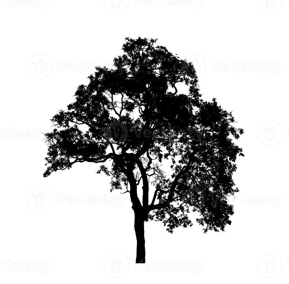 Tree silhouette for brush on white background photo