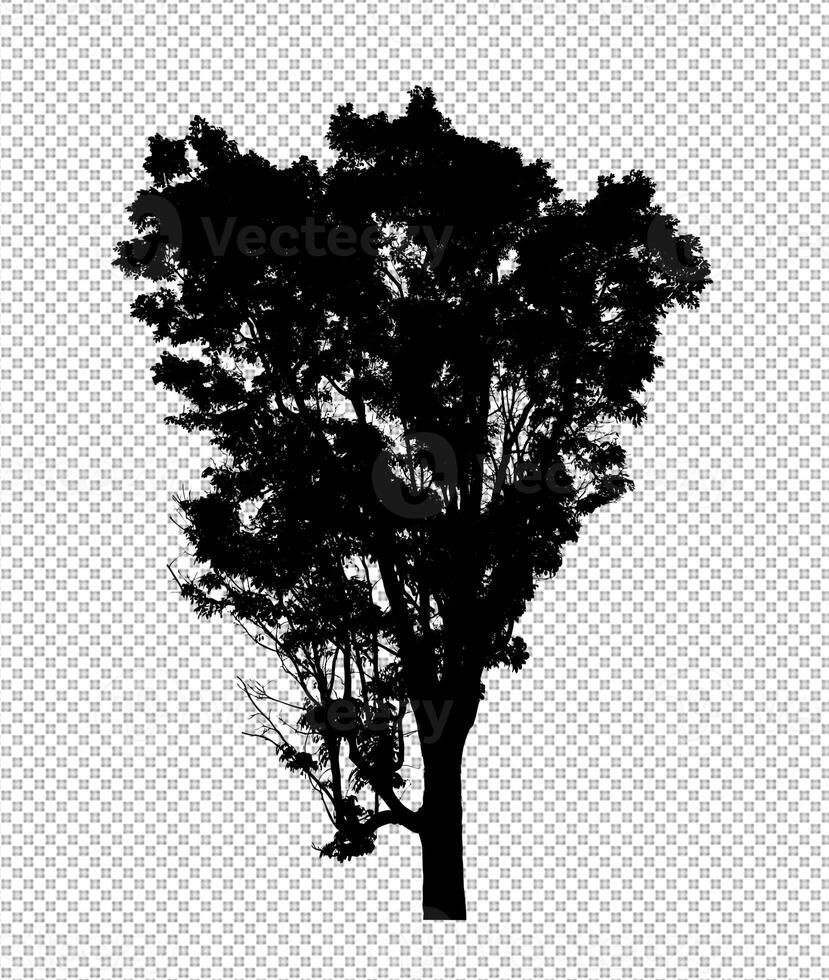 Tree silhouette on transparent background with clipping path and alpha photo