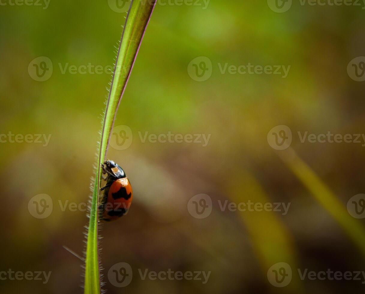 Small ladybug insect On the top of the grass with the morning light atmosphere photo