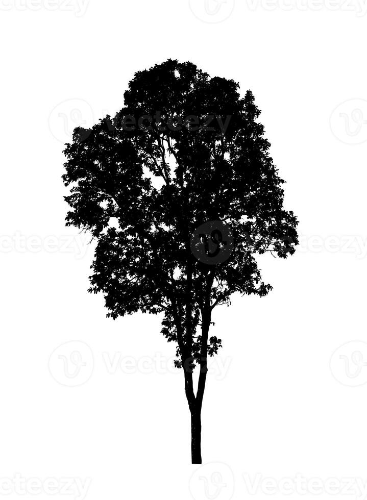 Tree silhouette for brush on white background photo