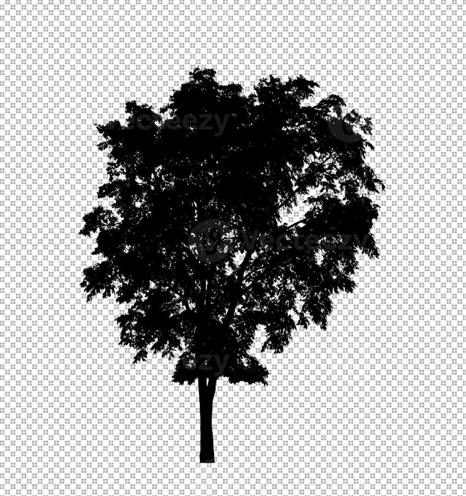 Tree silhouette on transparent background with clipping path and alpha photo