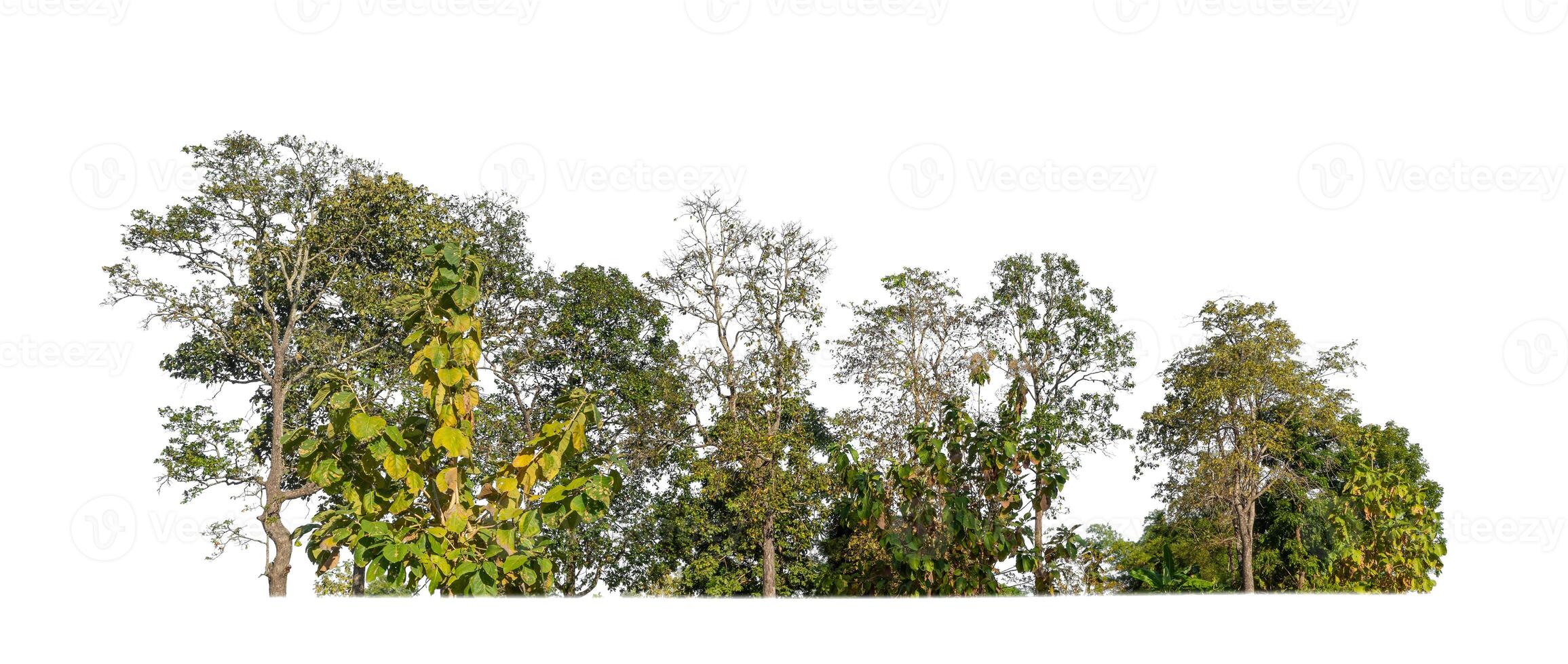 Forest in summer, high resolution on white background. photo