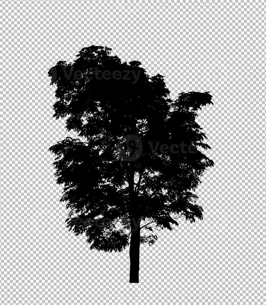 Tree silhouette on transparent background with clipping path and alpha photo