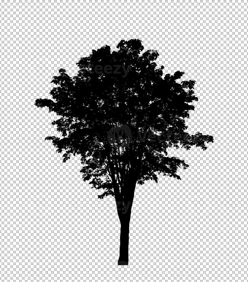 Tree silhouette on transparent background with clipping path and alpha photo