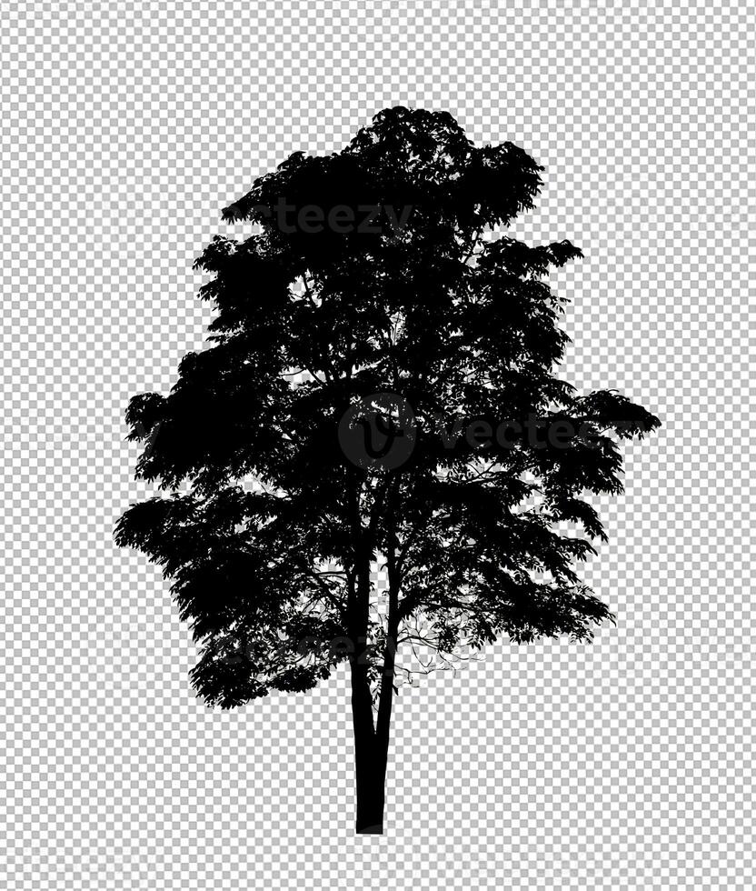 Tree silhouette on transparent background with clipping path and alpha photo