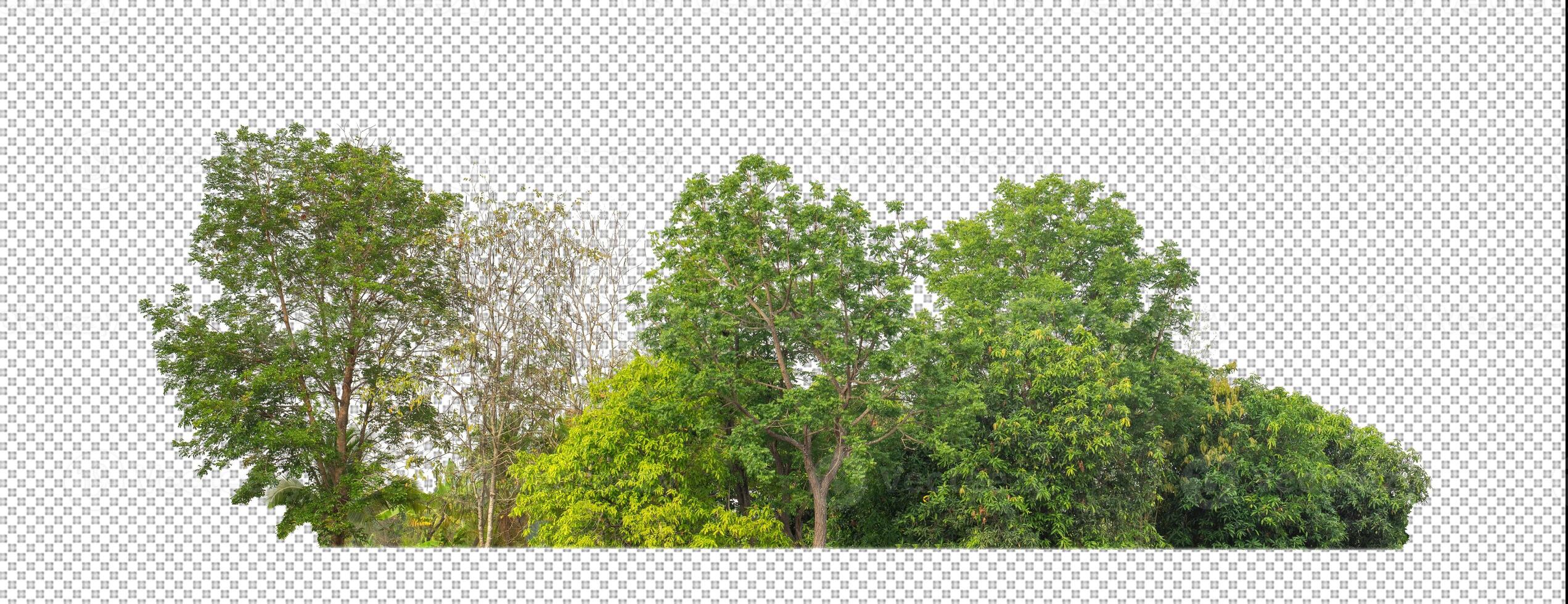 Green trees isolated on transparent background forest and summer foliage for both print and web with cut path and alpha channel photo