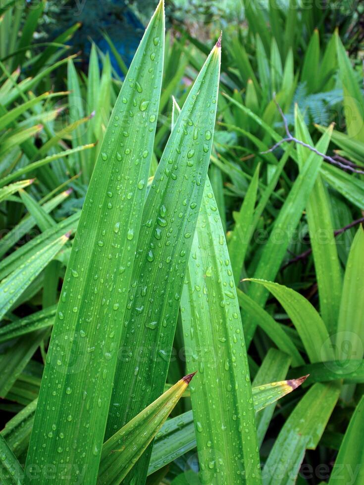 verde pandan hojas, para Cocinando en tailandia foto