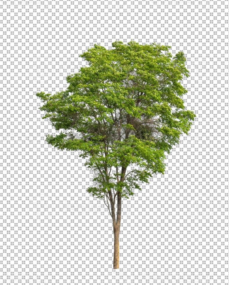 Tree on transparent background with clipping path, single tree with clipping path and alpha channel photo