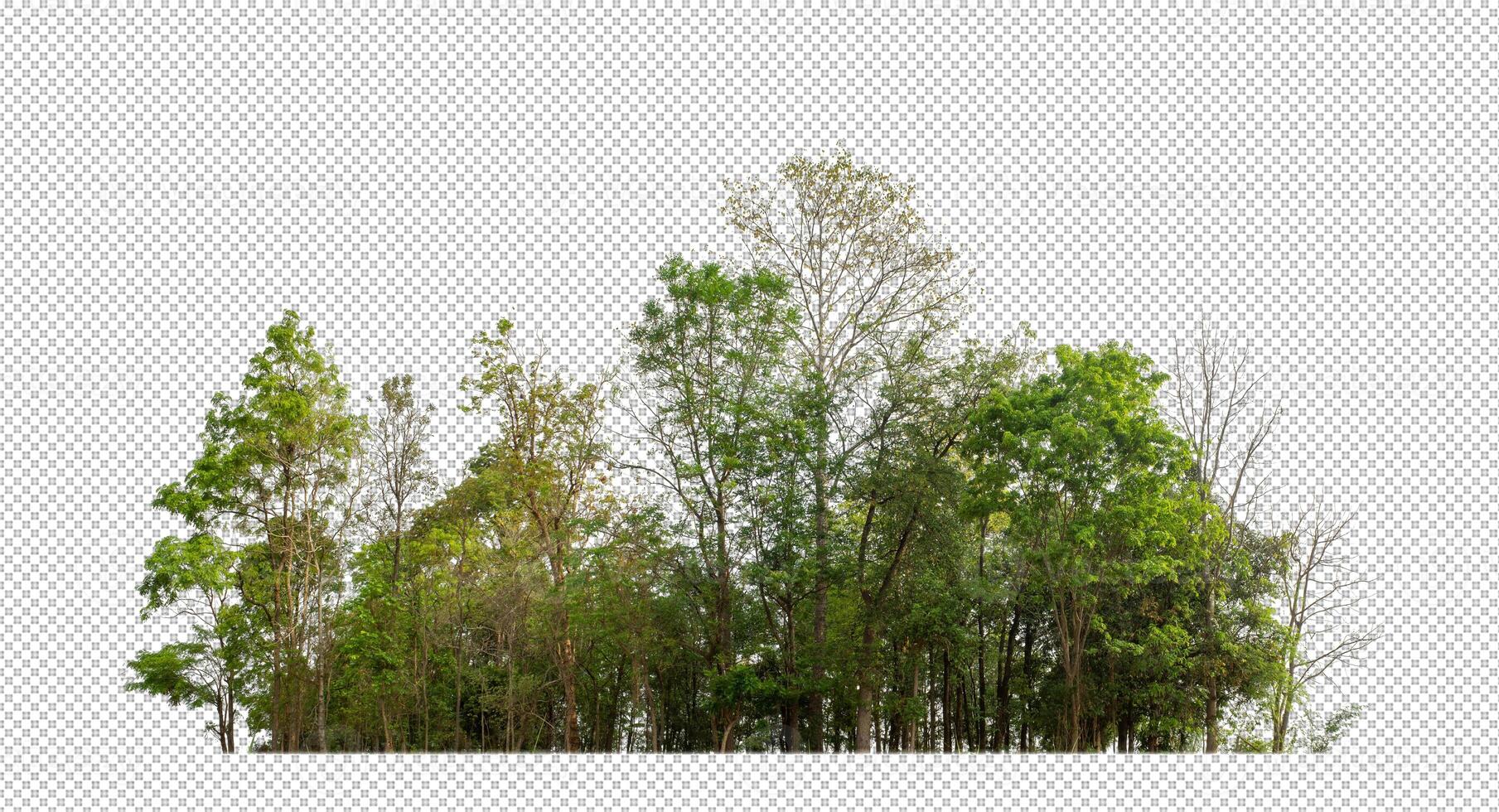 Green trees isolated on transparent background forest and summer foliage for both print and web with cut path and alpha channel photo