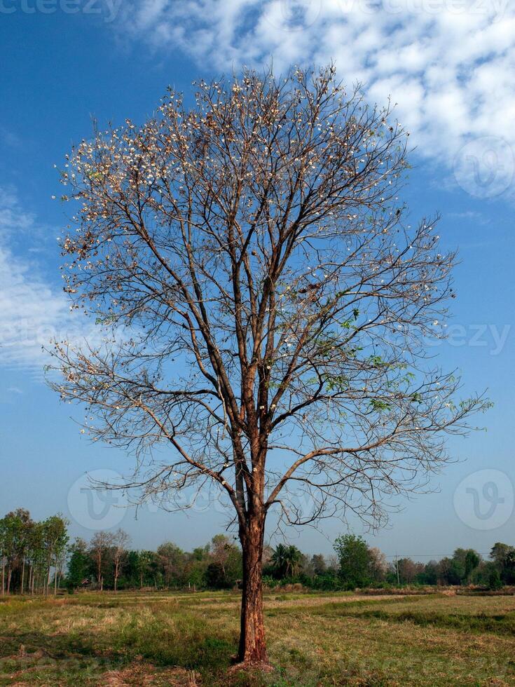 Empty tree trunk for display montags Forest and foliage in summer. photo