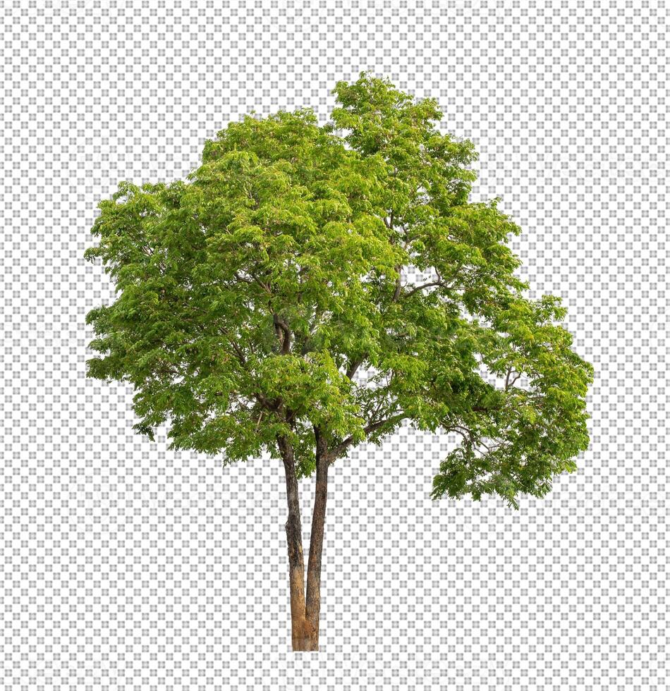 Tree on transparent background with clipping path, single tree with clipping path and alpha channel photo