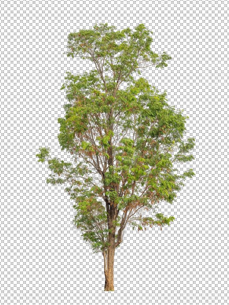 Tree on transparent background with clipping path, single tree with clipping path and alpha channel photo