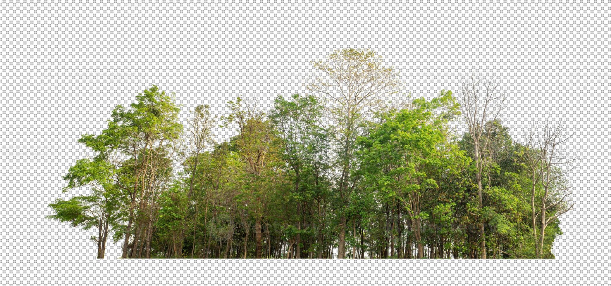 Green trees isolated on transparent background forest and summer foliage for both print and web with cut path and alpha channel photo