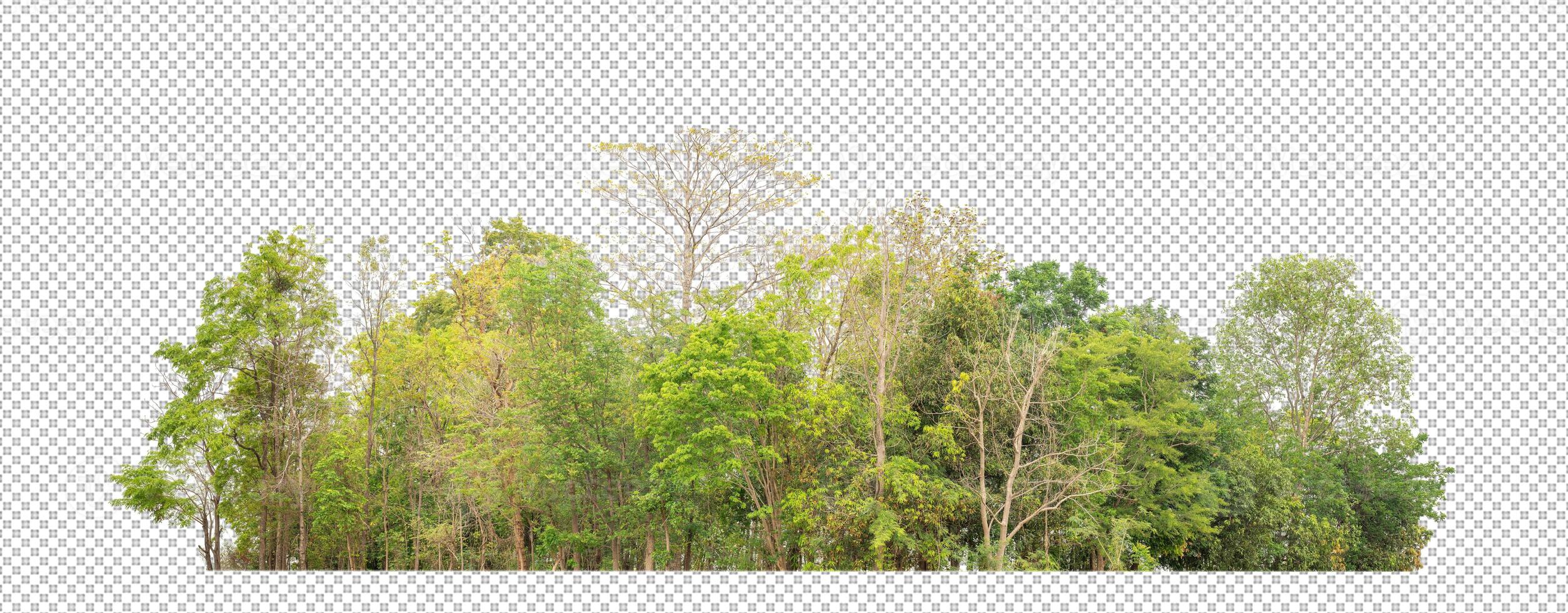 Green trees isolated on transparent background forest and summer foliage for both print and web with cut path and alpha channel photo