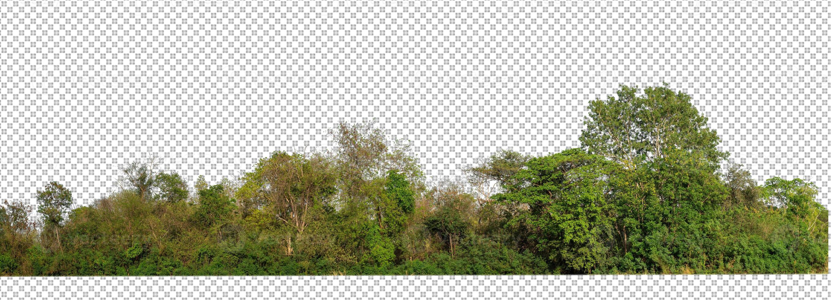 Green trees isolated on transparent background forest and summer foliage for both print and web with cut path and alpha channel photo