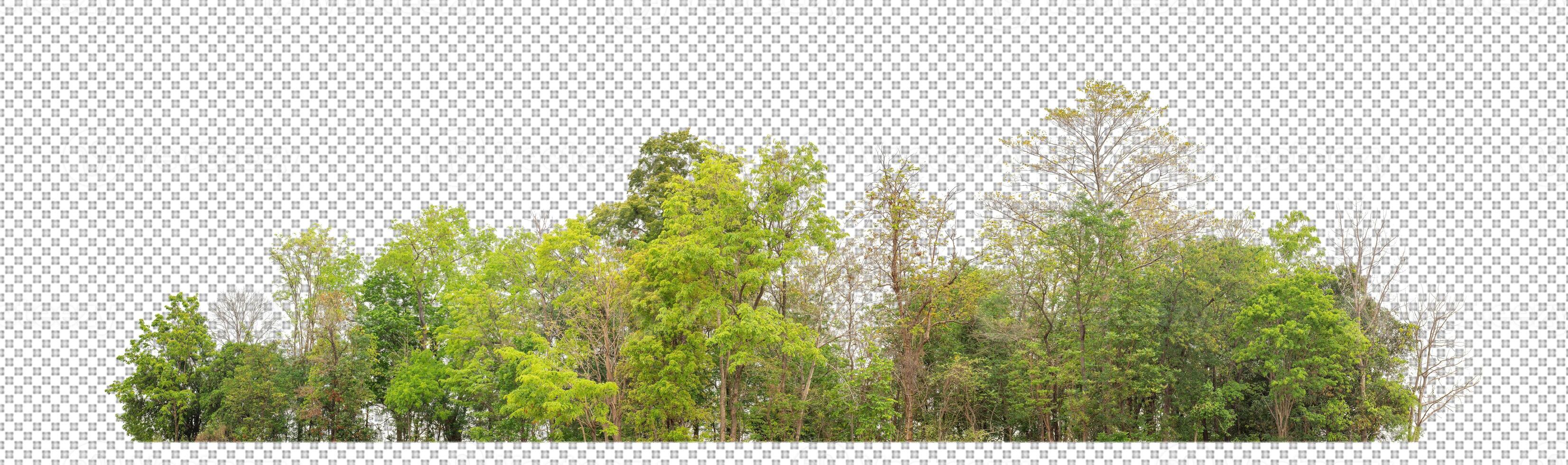 Green trees isolated on transparent background forest and summer foliage for both print and web with cut path and alpha channel photo