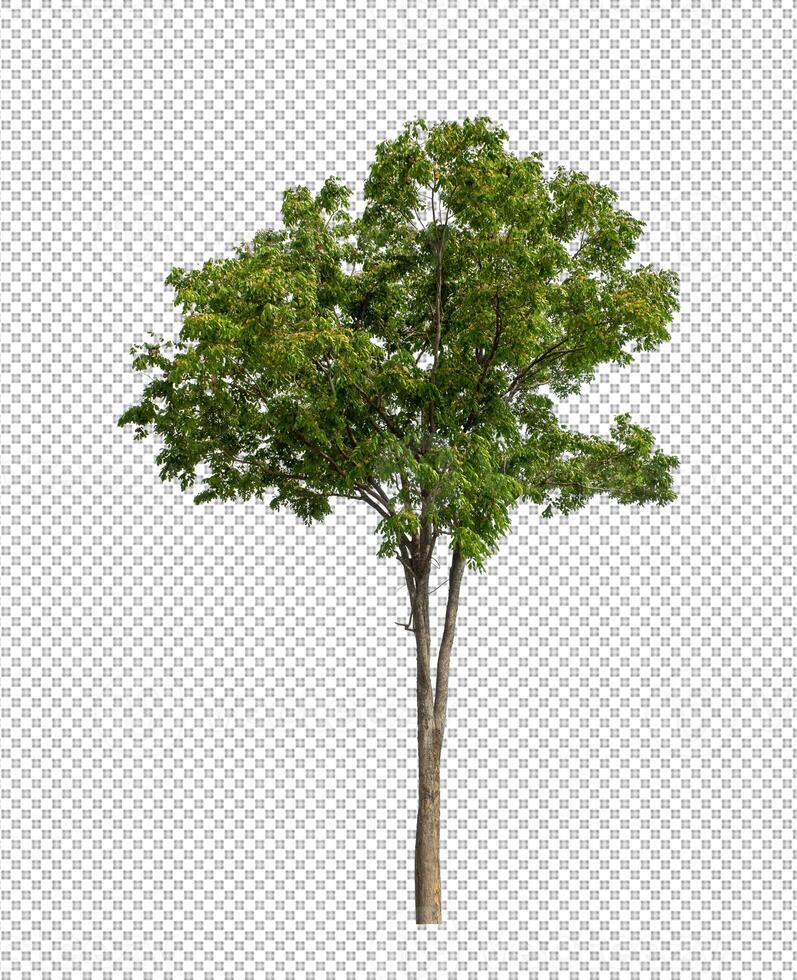 Tree on transparent background with clipping path, single tree with clipping path and alpha channel photo
