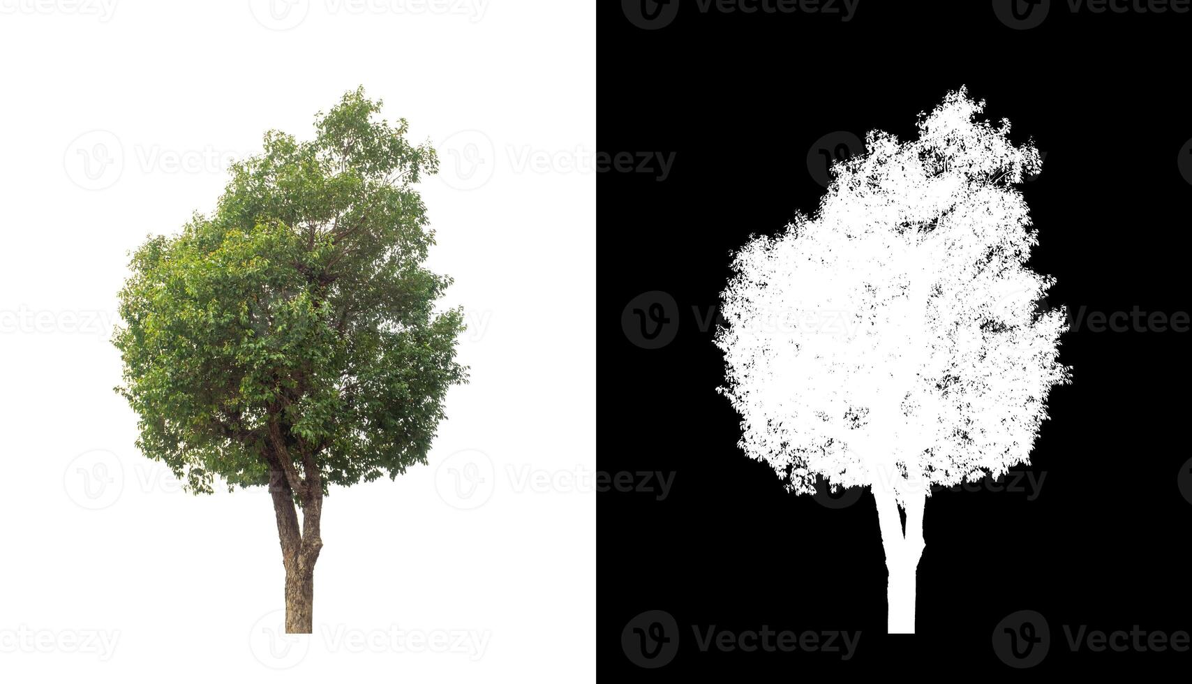 árbol en transparente imagen antecedentes con recorte camino, soltero árbol con recorte camino y alfa canal. foto