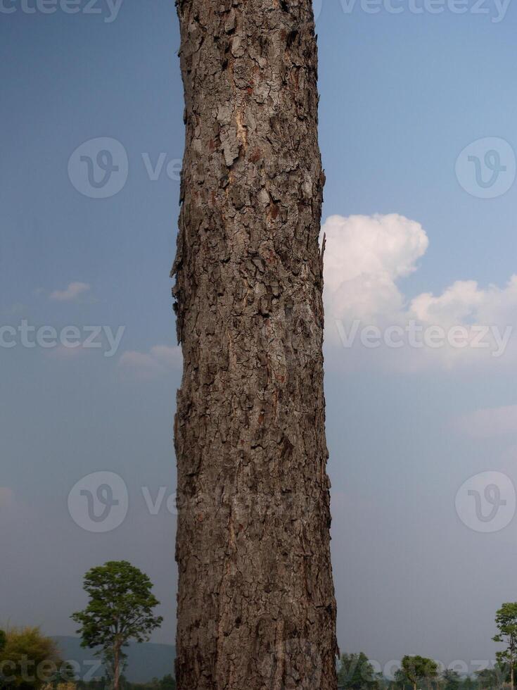 Empty tree trunk for display montags Forest and foliage in summer. Row of trees and shrubs. photo