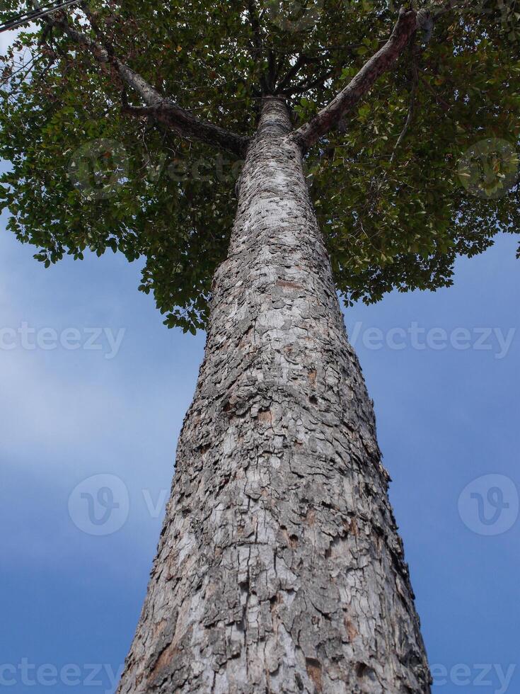 High angle tree, bright blue sky with clouds photo