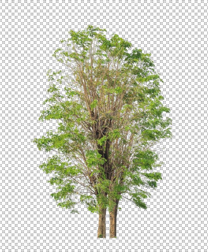 Tree on transparent background with clipping path, single tree with clipping path and alpha channel photo