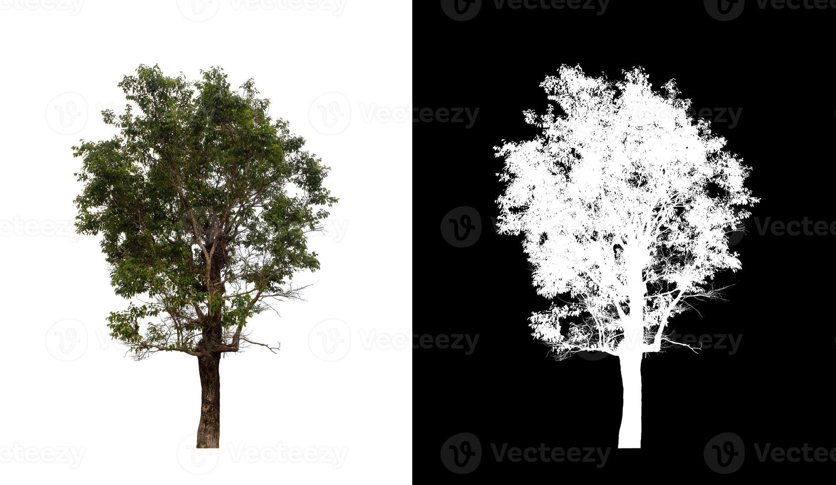 Tree on transparent picture background with clipping path, single tree with clipping path and alpha channel. photo