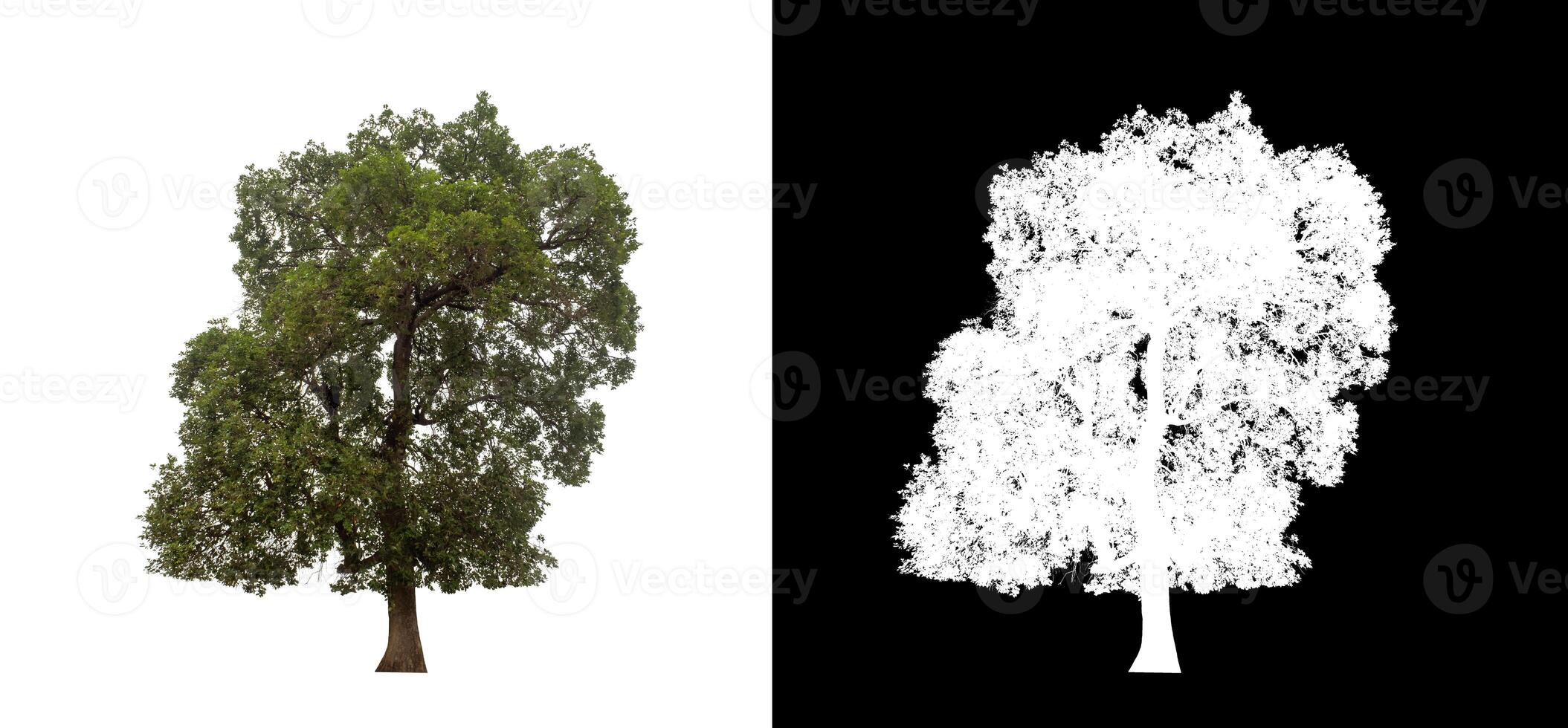 Tree on transparent picture background with clipping path, single tree with clipping path and alpha channel. photo