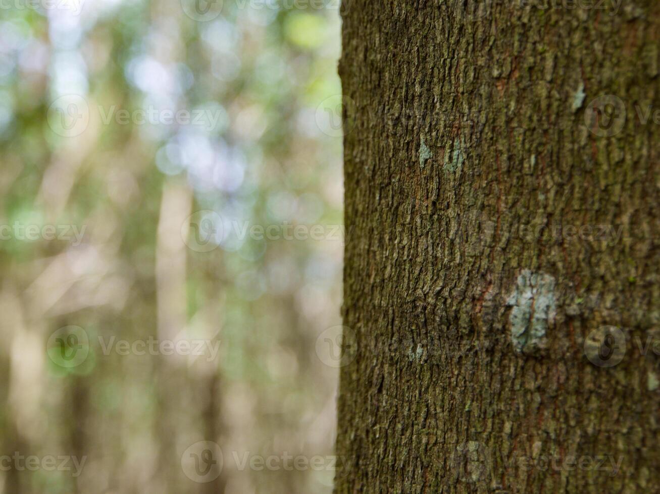 Empty tree trunk for display montags Forest and foliage in summer. Row of trees and shrubs. photo