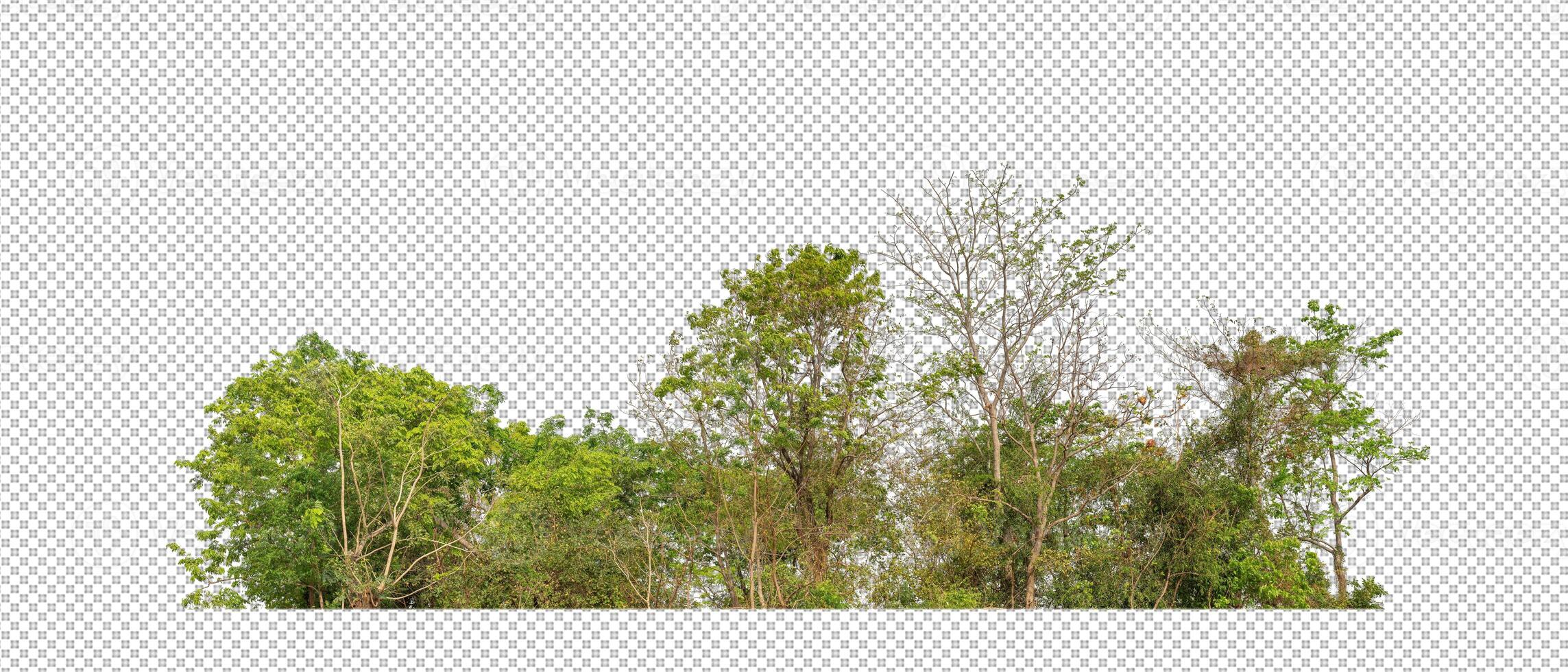 Green trees isolated on transparent background forest and summer foliage for both print and web with cut path and alpha channel photo
