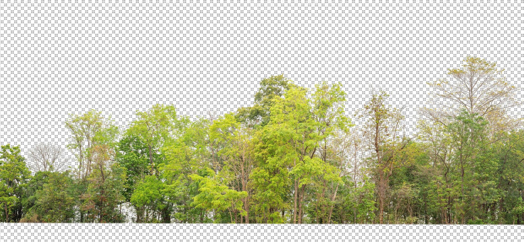 Green trees isolated on transparent background forest and summer foliage for both print and web with cut path and alpha channel photo