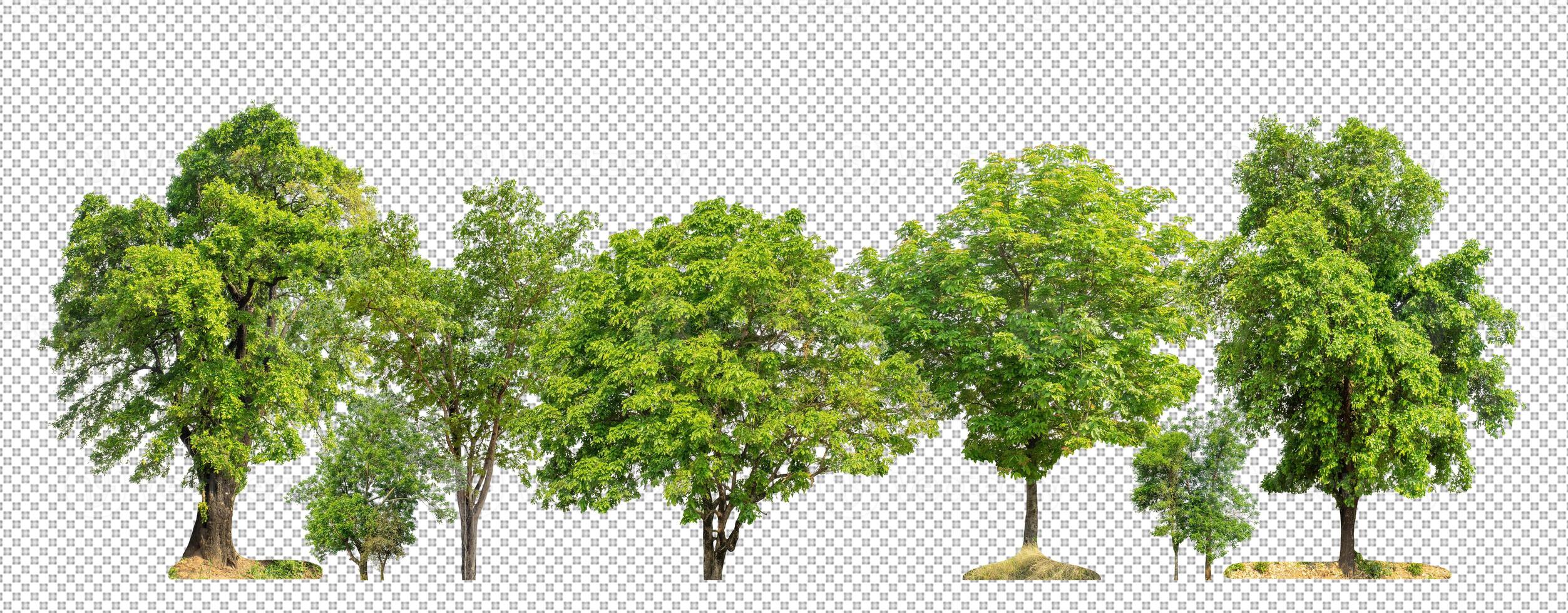 Green trees isolated on transparent background forest and summer foliage for both print and web with cut path and alpha channel photo