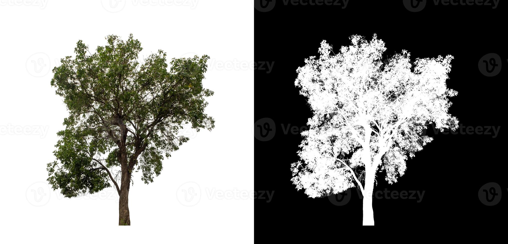 Tree on transparent picture background with clipping path, single tree with clipping path and alpha channel. photo