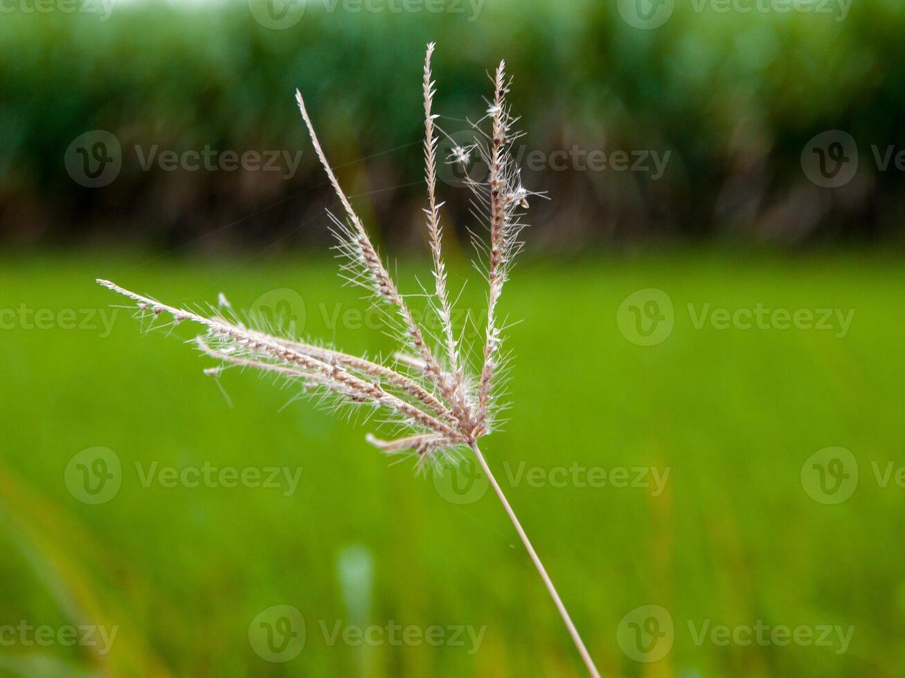 morning grass Flowers sunshine photo