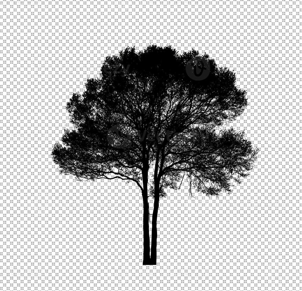 Tree silhouette on transparent background with clipping path and alpha photo