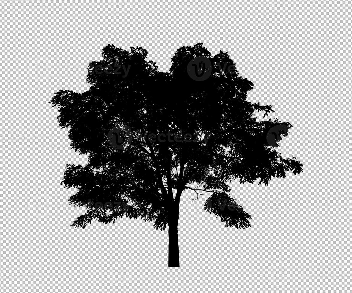 Tree silhouette on transparent background with clipping path and alpha photo