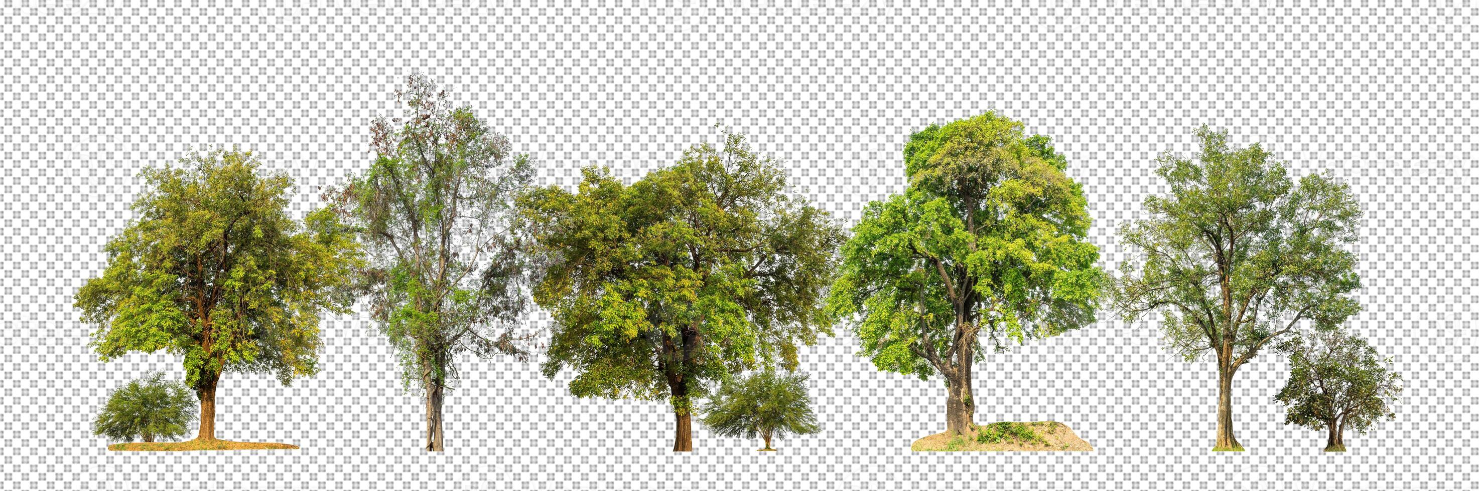 trees isolated on transparent background forest and summer foliage for both print and web with cut path and alpha channel photo