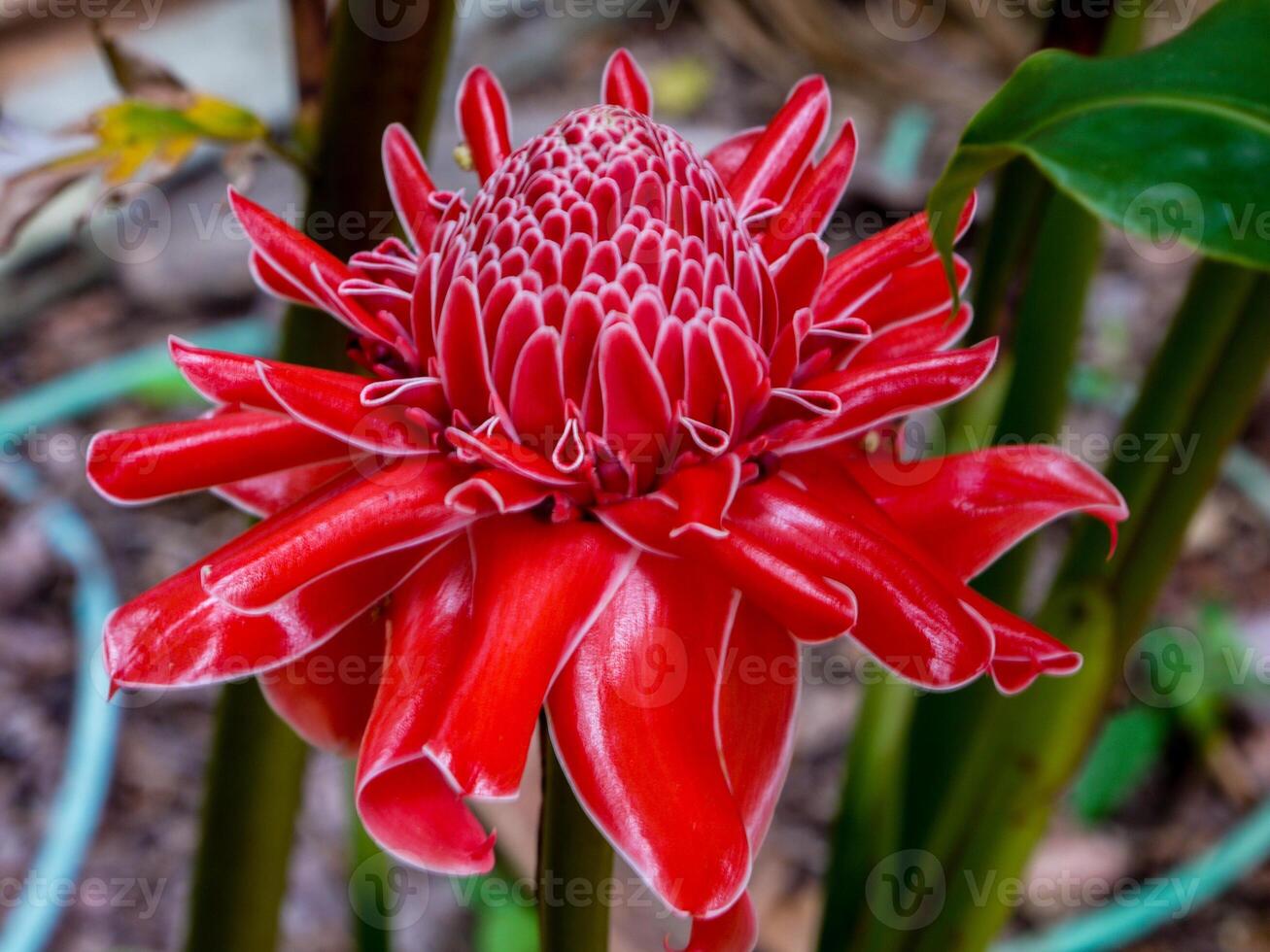 Red flowers bloom in the spring, beautiful red flowers. photo
