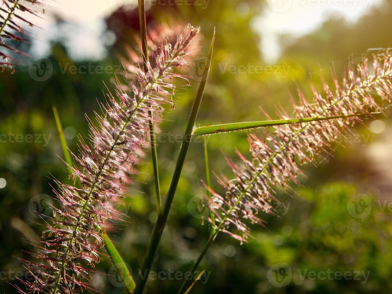 morning grass Flowers sunshine photo