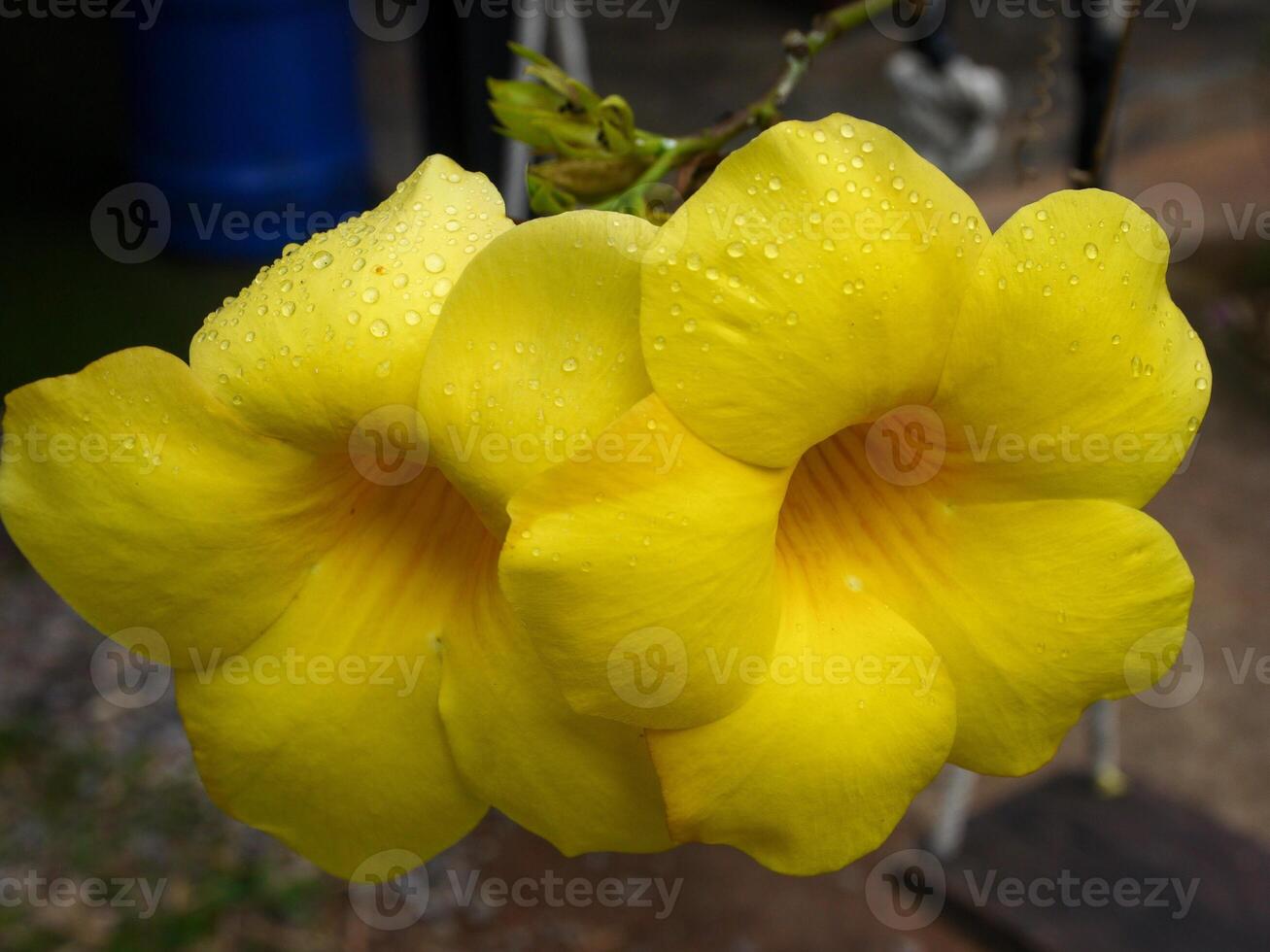 yellow flowers blooming in spring beautiful yellow flowers photo