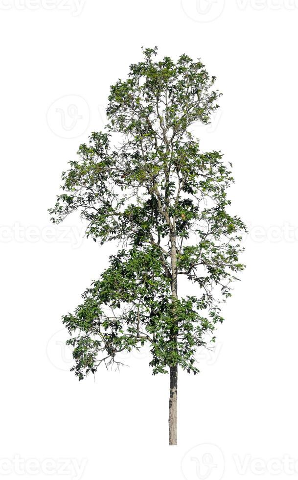Trees that are isolated on a white background are suitable for both printing and web pages photo