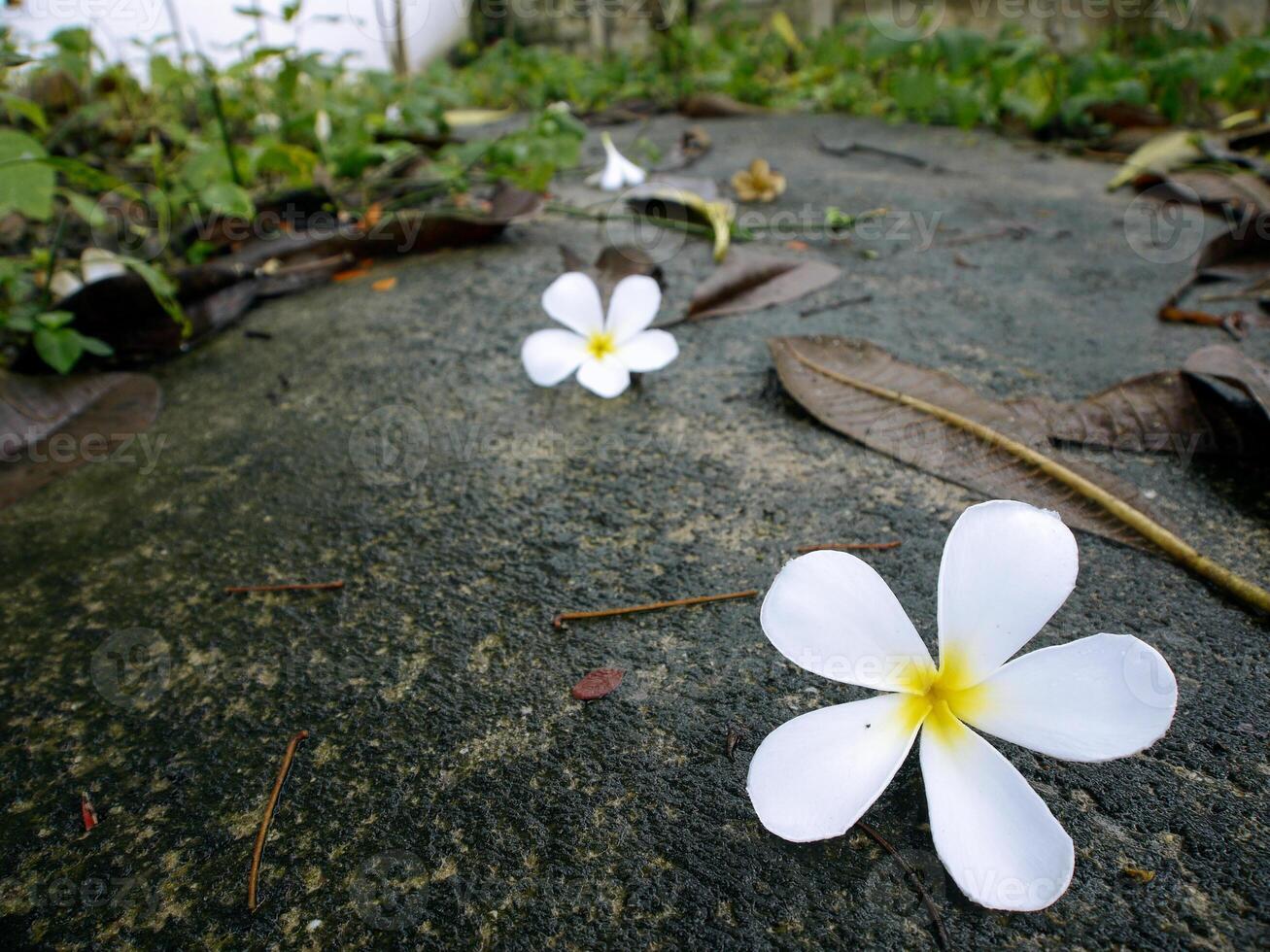 White flowers on the road. photo